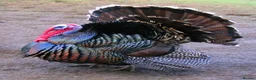 Ducks poultry for sale: Muscovy ducks and turkeys in Dromore - Advert 1