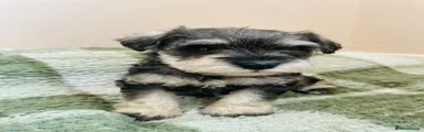 Miniature Schnauzer Puppy 1