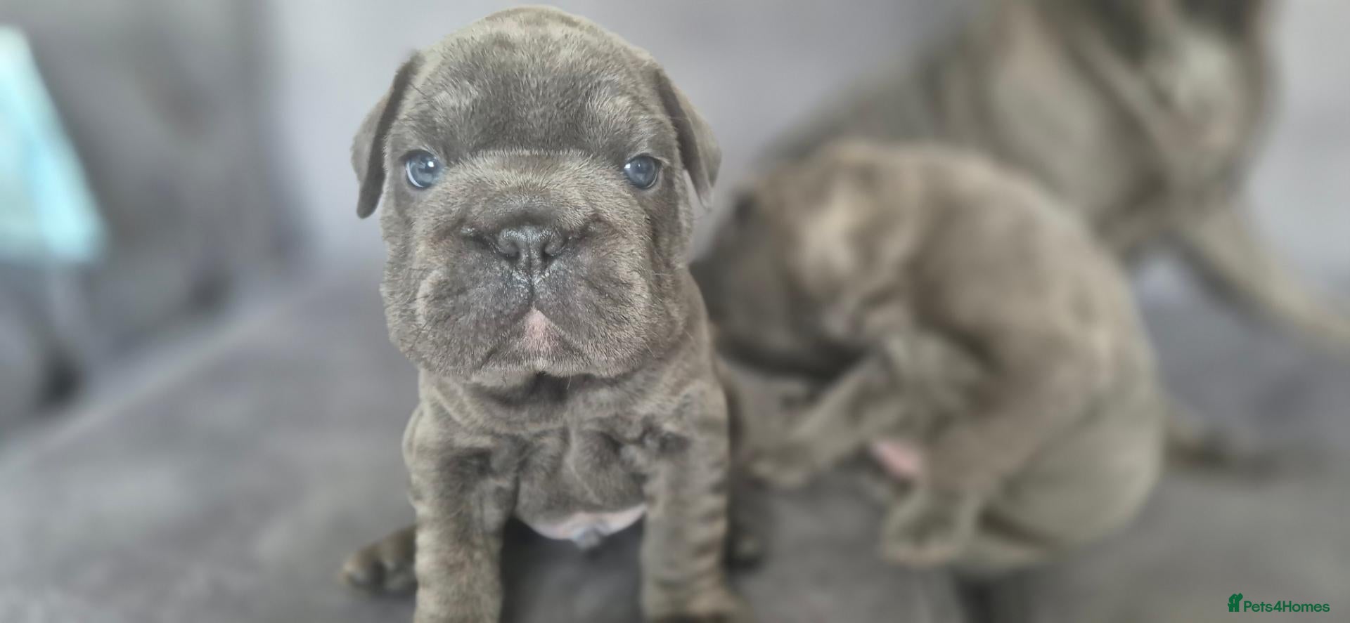French Bulldog dogs Full kc registered French bulldog puppies - Advert 1