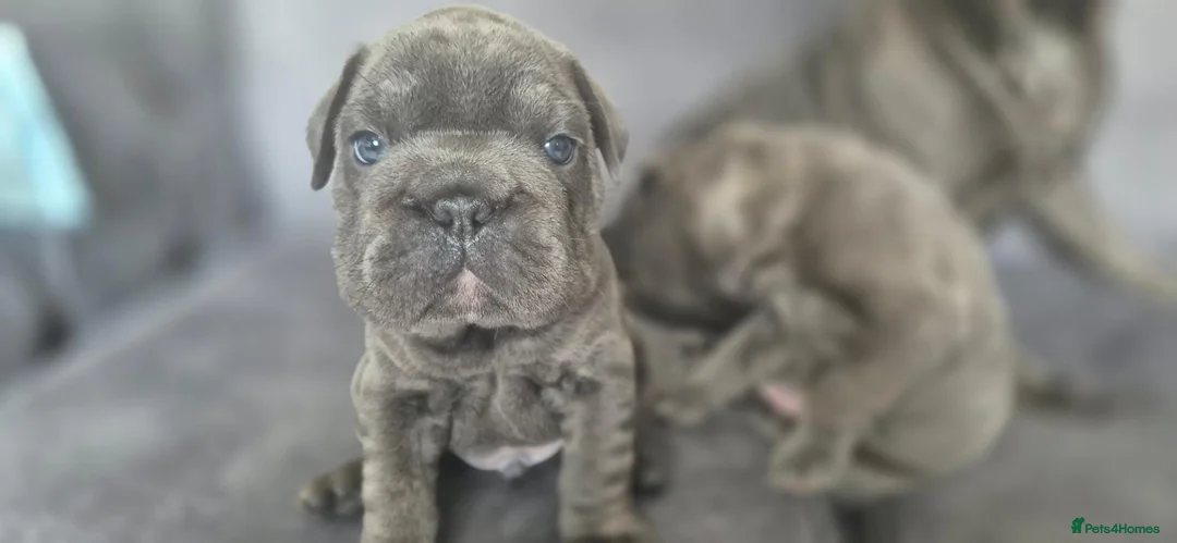 French Bulldog dogs for sale: 1 Stunning boy left full kc registered - Advert 1