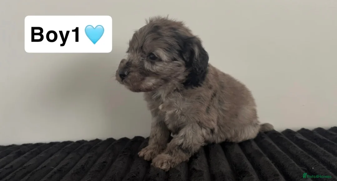 Cockapoo dogs for sale: Cockapoo puppies  - Advert 5