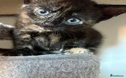 British Shorthair cats for sale: Kittens for sale - Image 1