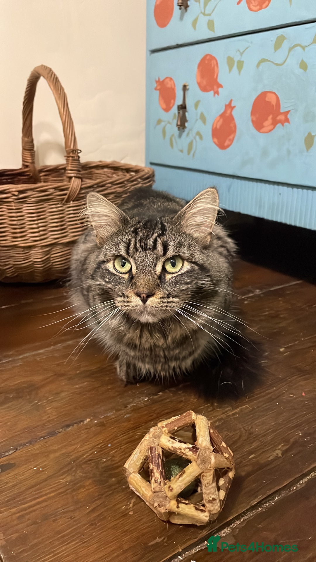 Domestic Shorthair cats for adoption: Fitz, 18 month old male neutered  - Advert 8