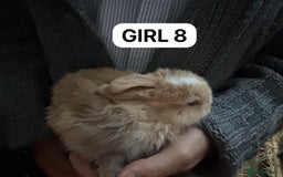 Mini Lop rabbits for sale: Friendly, Handled, Beautiful Baby Bunnies for Sale - Image 32