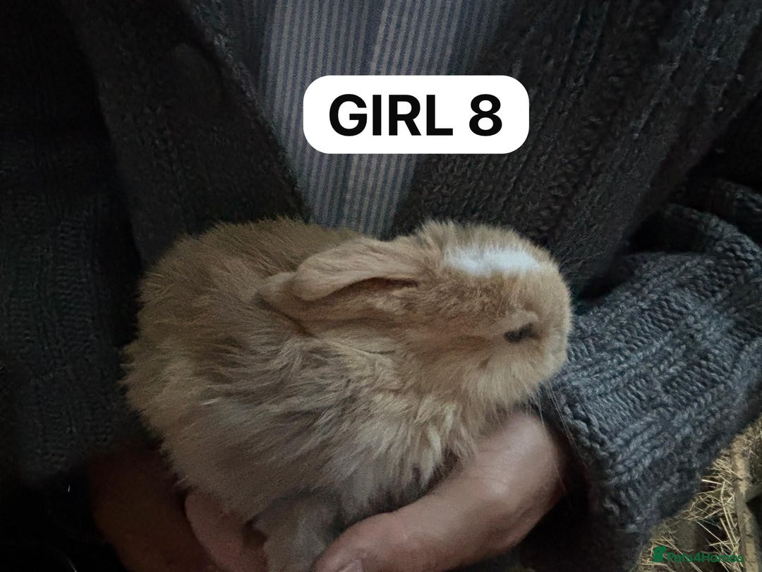 Mini Lop rabbits for sale: Friendly, Handled, Beautiful Baby Bunnies for Sale - Image 32