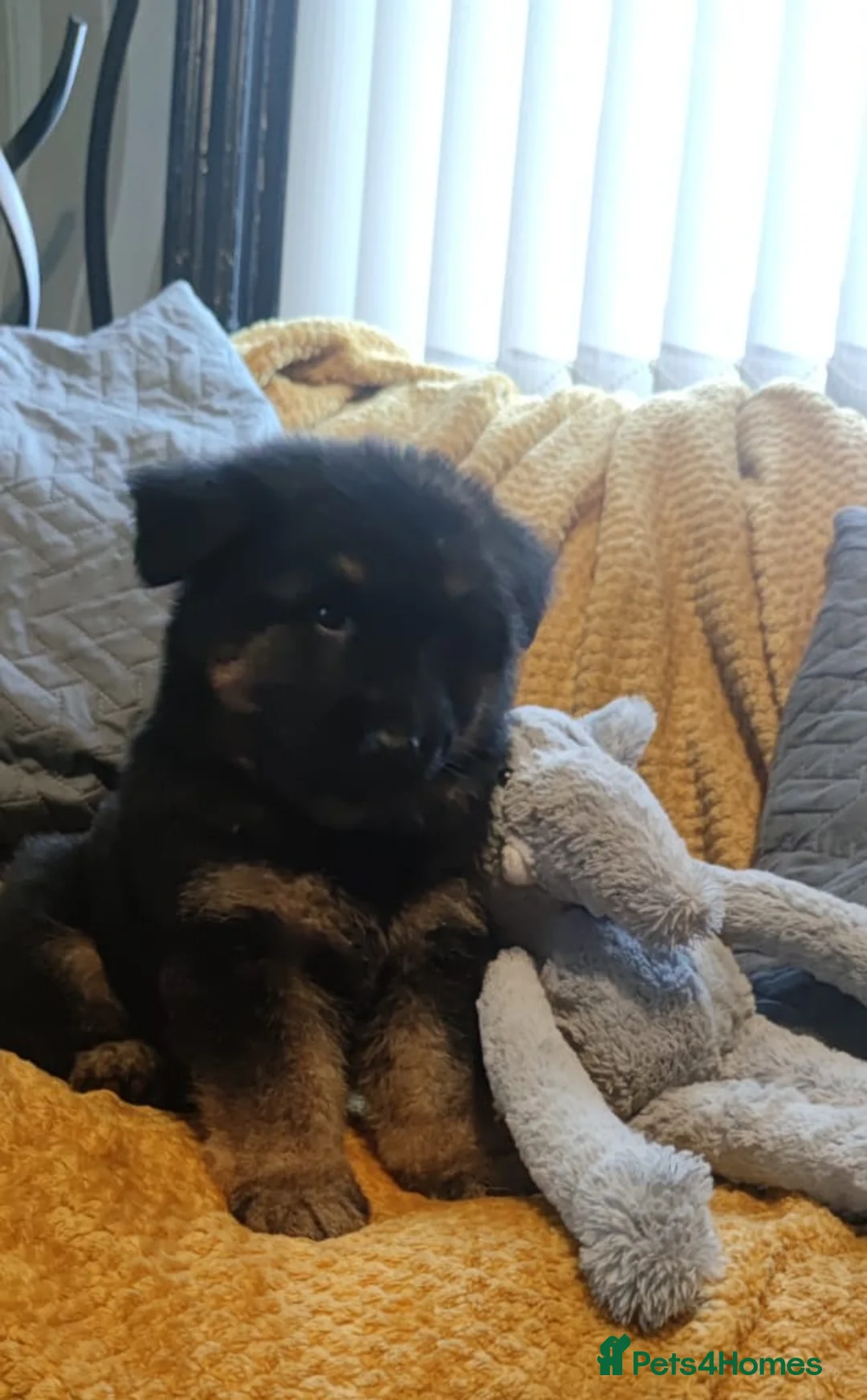 German Shepherd dogs for sale: Kc registered German shepherd puppies - Advert 8