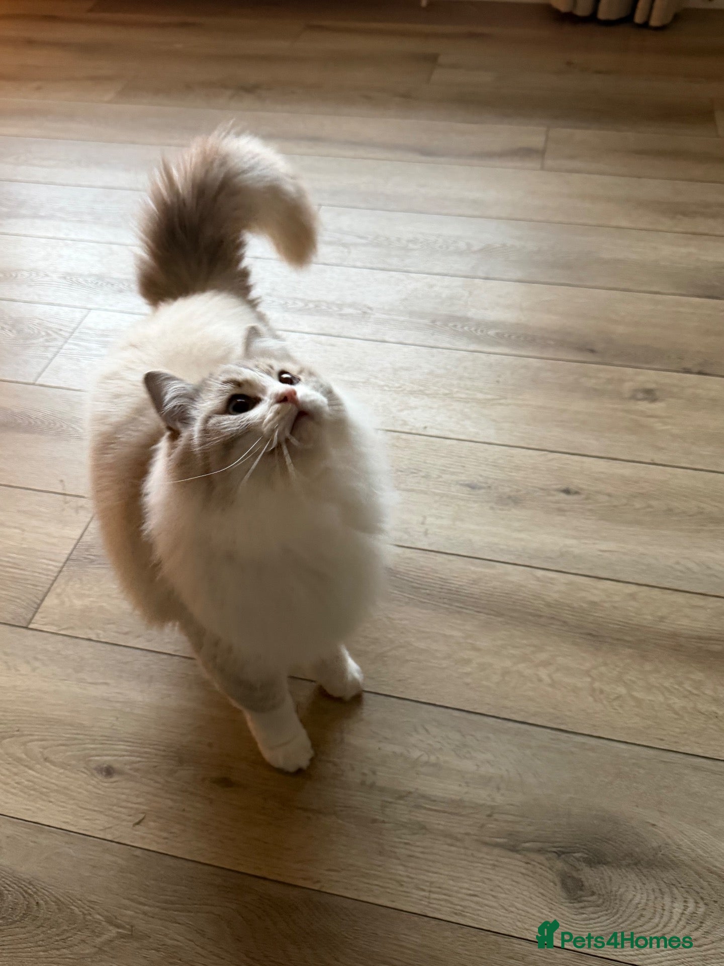 Ragdoll cats 🌸Active Female Ragdolls GCCF/TICA🌸 - Advert 2