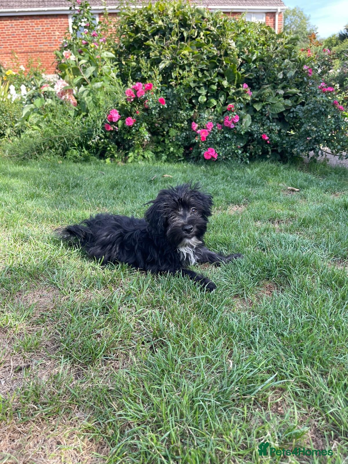Mixed Breed dogs Havanese x bichon puppy boys - Advert 4