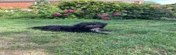 Mixed Breed dogs for sale: 2 sweet little boys - Advert 6