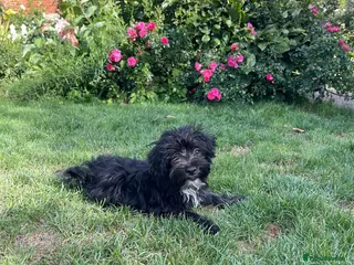 Mixed Breed dogs Havanese x bichon puppy boys - Advert 4