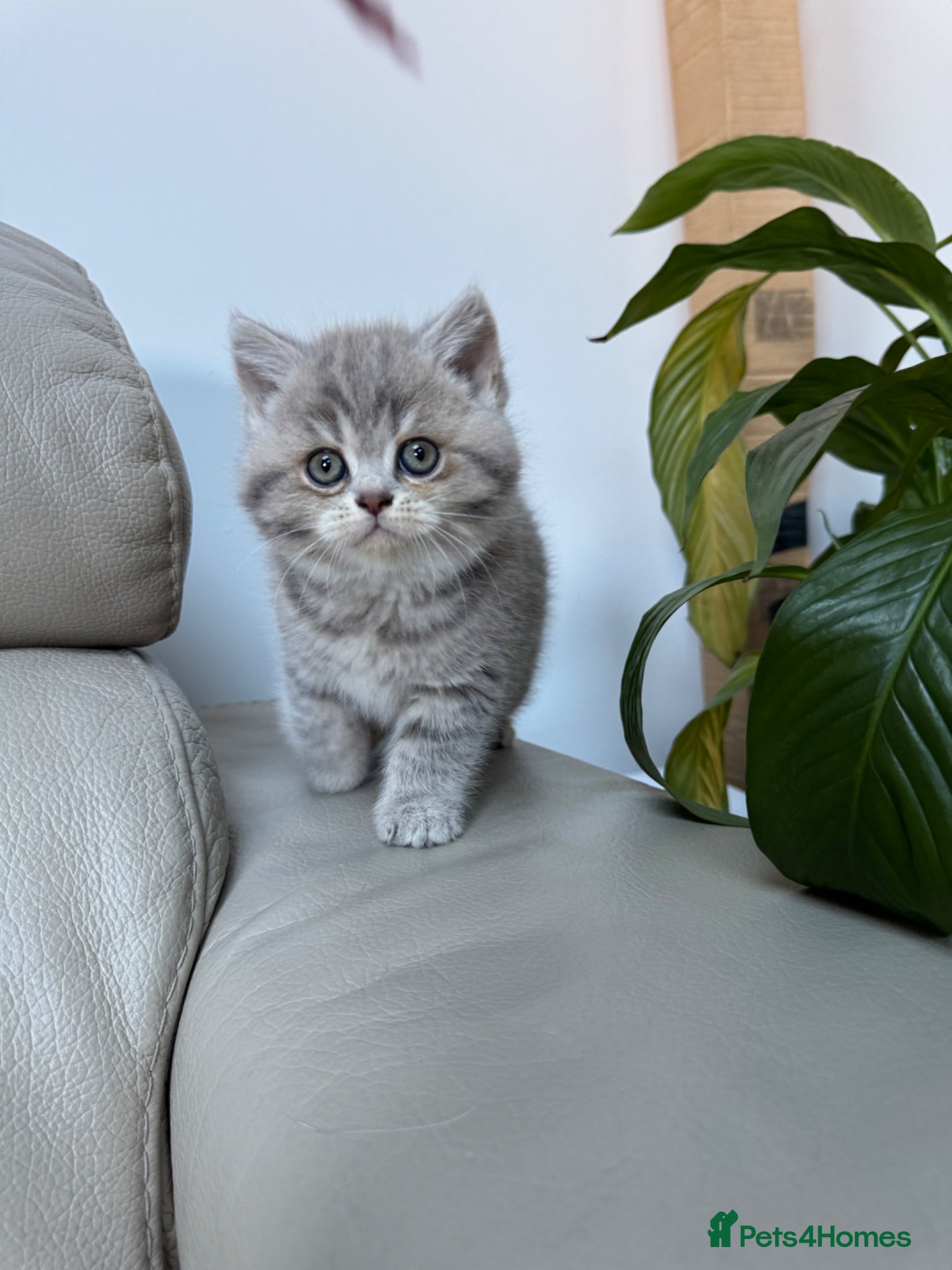 Scottish Fold cats Full pedigree Scottish fold kittens - Advert 1