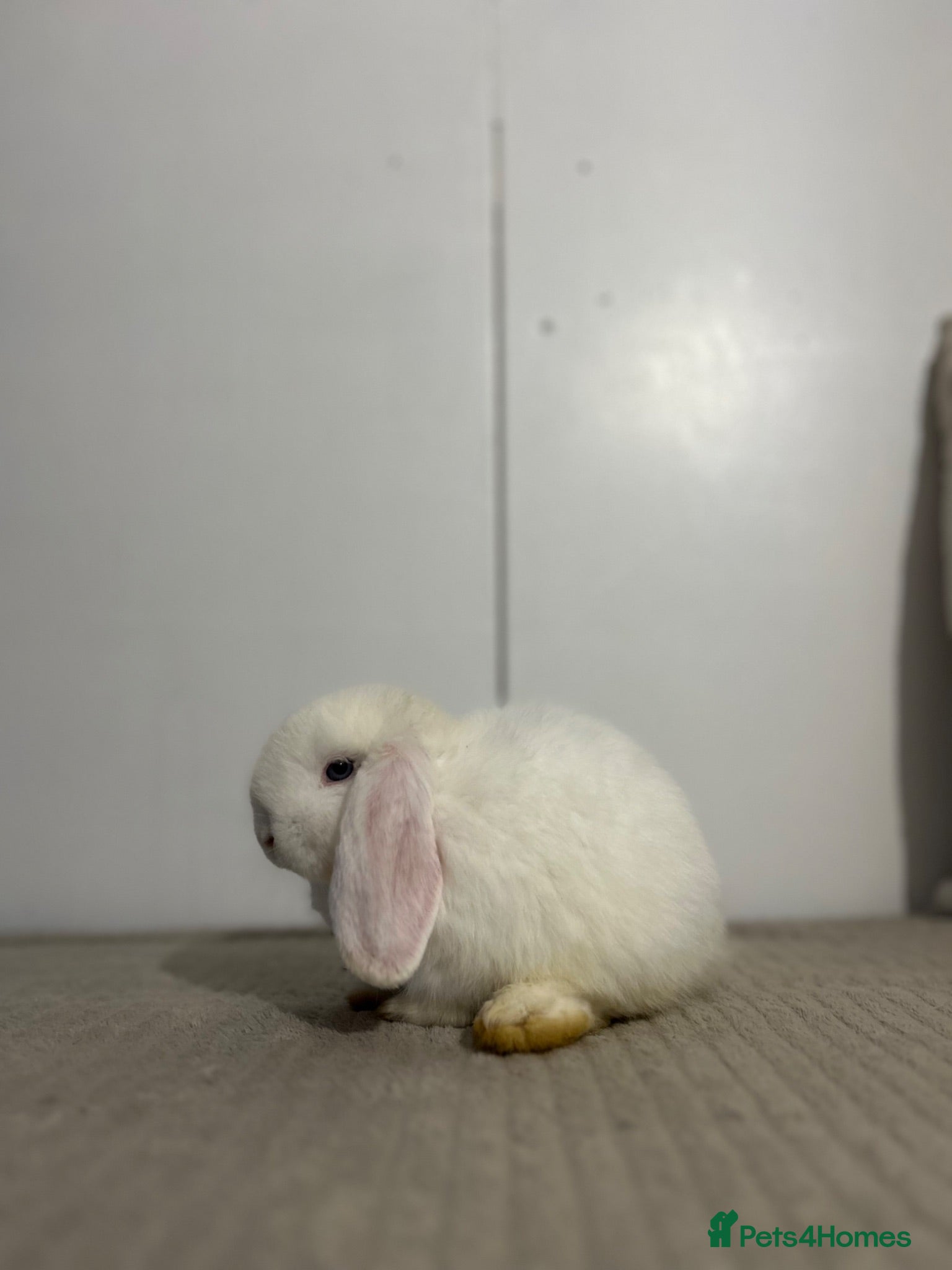 Mini Lop rabbits READY TO LEAVE - Advert 2