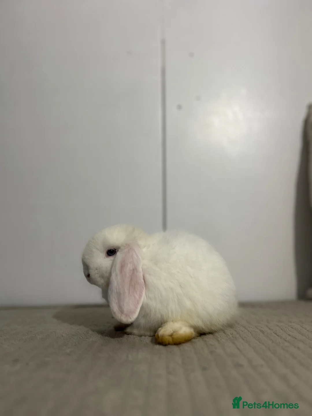 Mini Lop rabbits for sale: READY TO LEAVE - Advert 2
