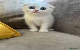 Scottish Fold cats for sale: LAST ONE - READY to LEAVE - PEDIGREE  - Image 6