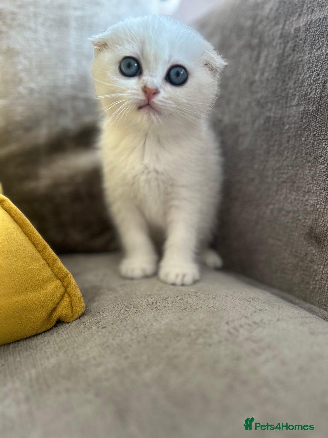 Scottish Fold cats for sale: LAST ONE - READY to LEAVE - PEDIGREE  - Image 6