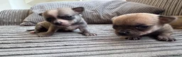 Chihuahua dogs for sale: Chihuahua Puppies - Advert 11