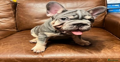 French Bulldog dogs French Bulldog 2 Boys 🐶 and 1 girl 🐶 - Advert 2