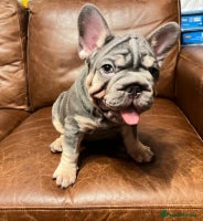 French Bulldog dogs French Bulldog 2 Boys 🐶 and 1 girl 🐶 - Advert 2