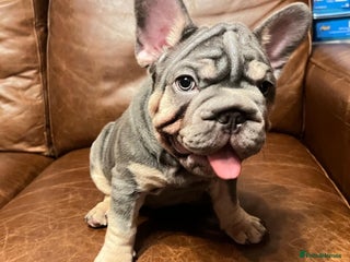 French Bulldog dogs - Advert 10