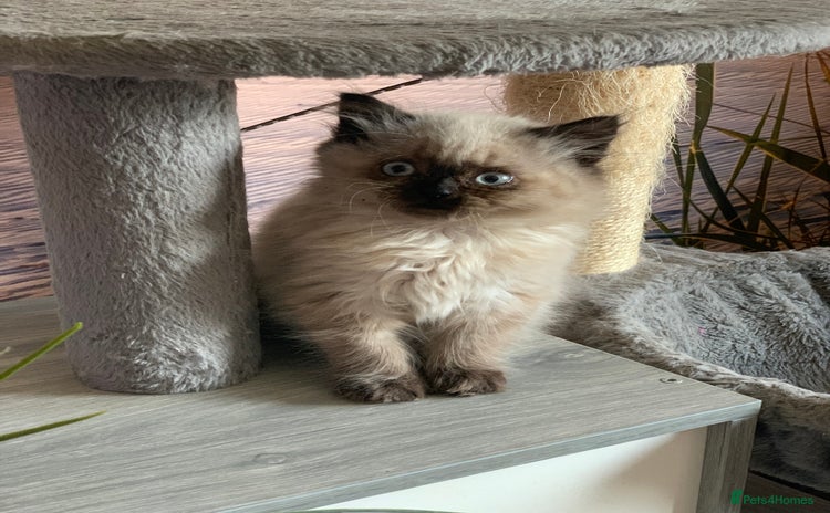 Selkirk Rex cats - Advert 1