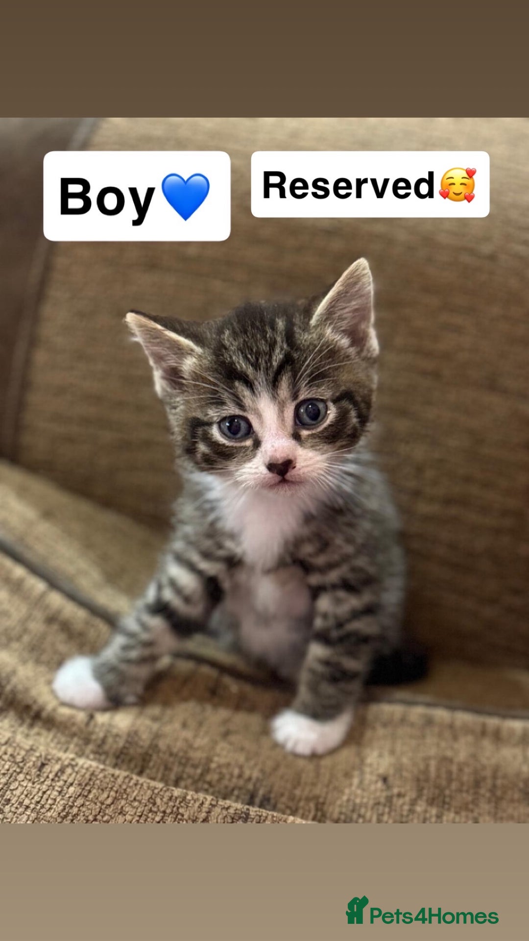 Mixed Breed cats for sale: Kittens for sale  - Advert 11