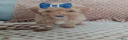 Mixed Breed dogs for sale: 🐕🌹 5 beautiful girls, miniature poodle 🌹🐕 in Barnsley - Advert 23