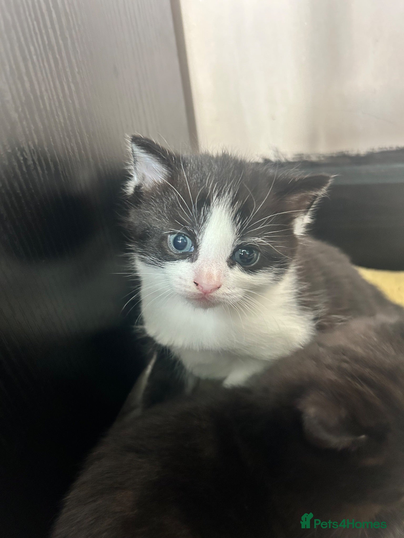 Mixed Breed cats 1 male 1 female very loving kittens  - Advert 1
