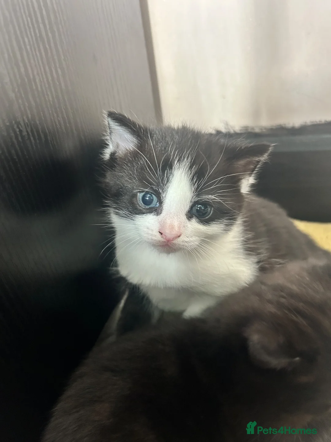 Mixed Breed cats for sale: 1 male 1 female very loving kittens  - Advert 1