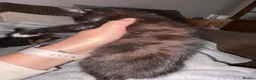 Mixed Breed cats for sale: Two kittens ready to leave on Sunday  - Advert 5
