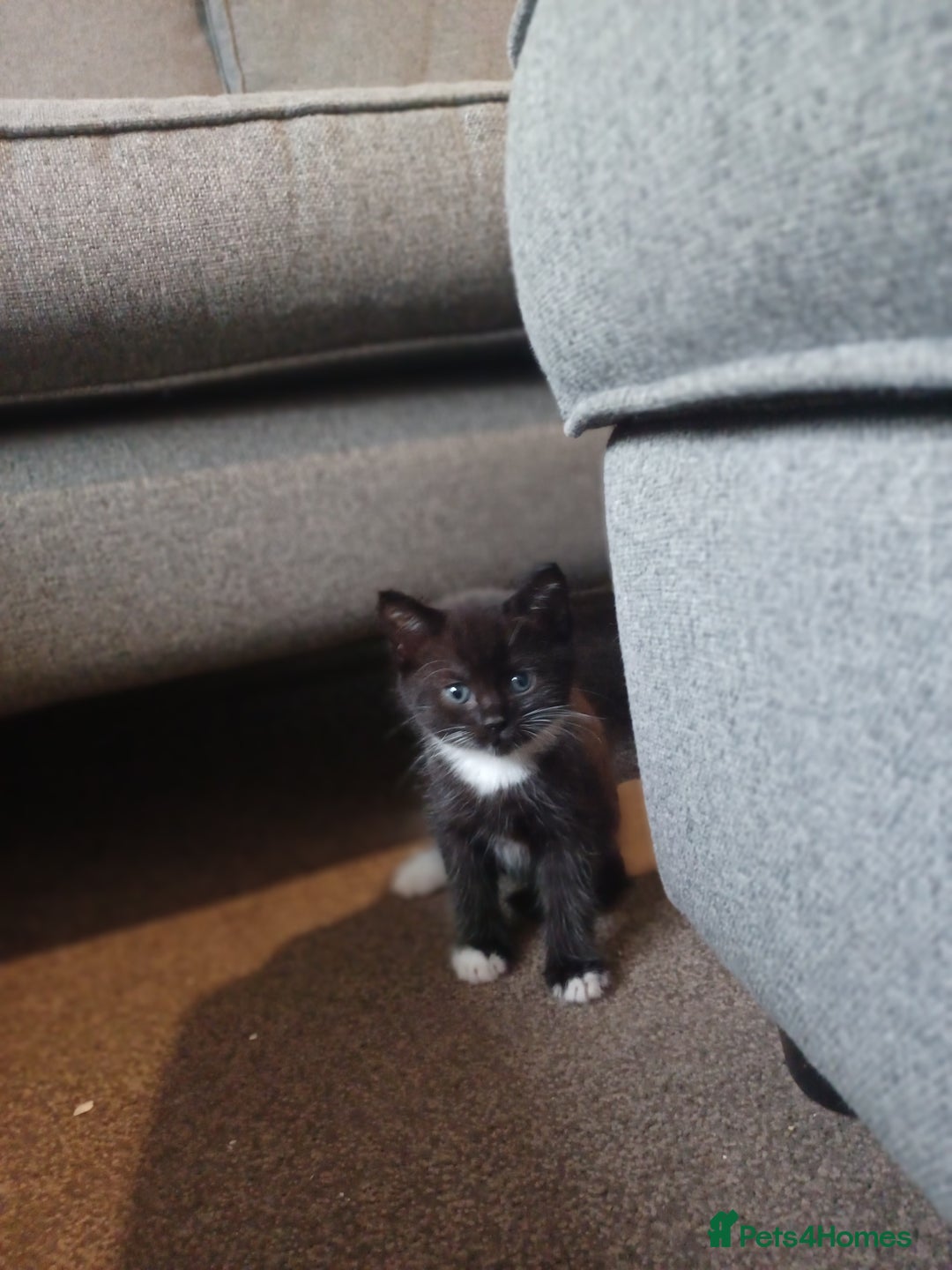 Maine Coon cats for sale: Little Half Main Coons - Advert 20