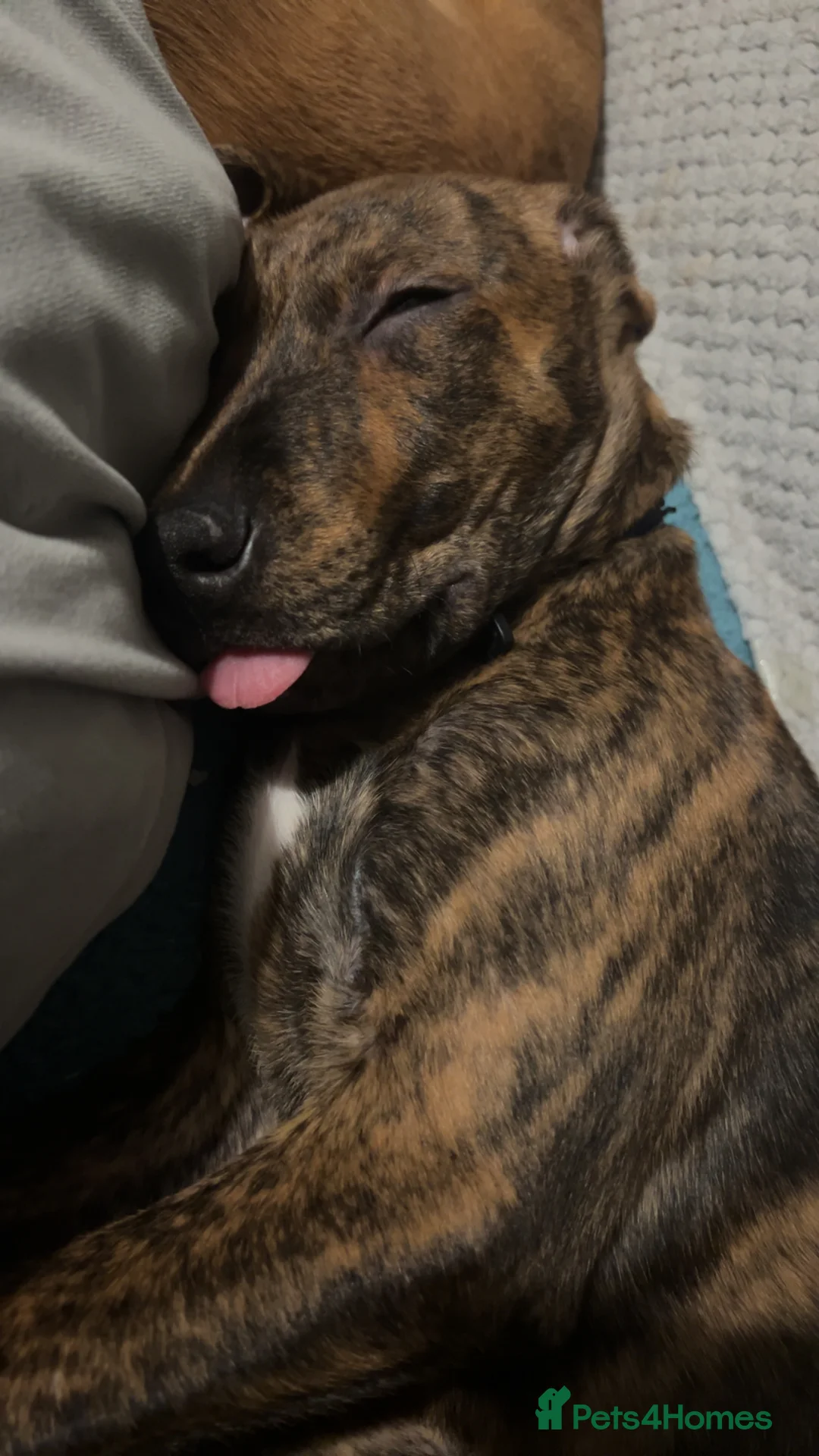 Mixed Breed dogs for sale: Looking for a loving home  - Advert 3