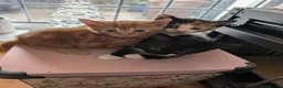 Mixed Breed cats for sale: 5 kittens looking for new homes - Advert 10