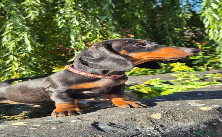 Miniature Dachshund dogs - Advert 4