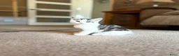 Scottish Fold cats for sale: Scottish Straight Kittens  - Advert 13