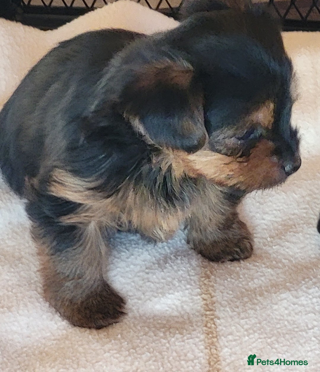 Yorkshire Terrier dogs for sale:  Yorkshire Terrier puppies from Licensed Breeder  - Advert 11