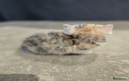 British Shorthair cats for sale: Kittens - Image 5