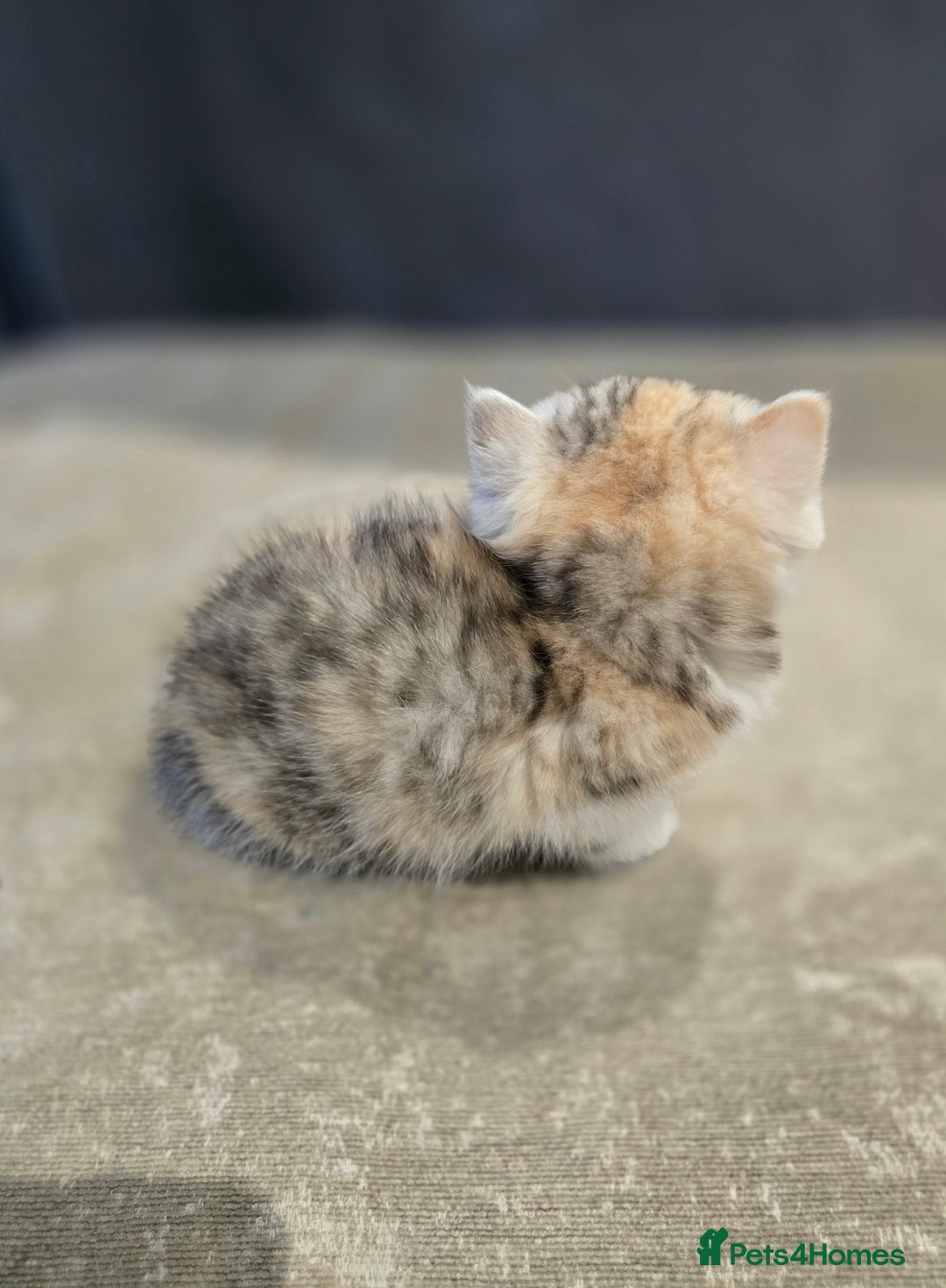 British Shorthair cats for sale: Kittens - Image 5