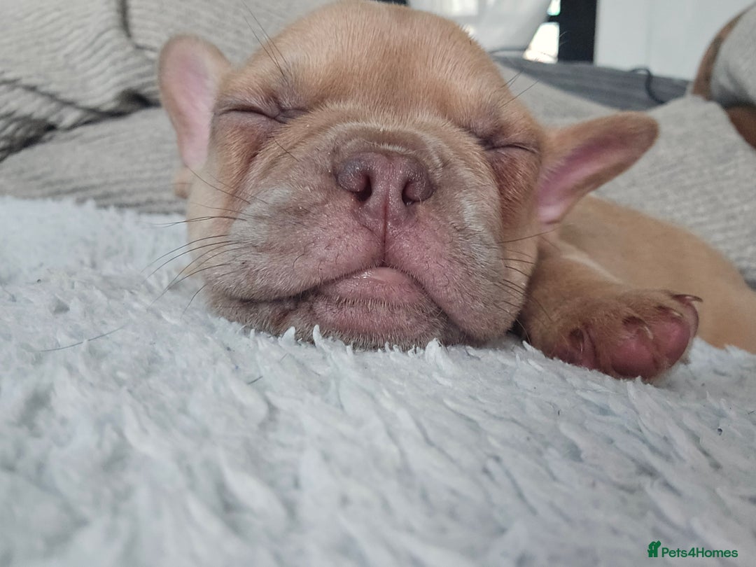 French Bulldog dogs for sale: Ready Now  - Image 13