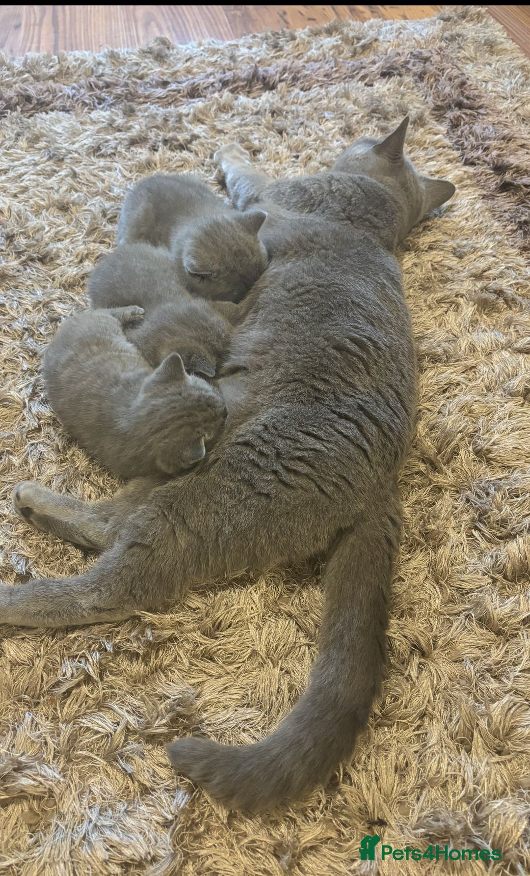 British Shorthair cats for sale: BSH Chunky Girl & Boy GCCF Registered  - Image 4