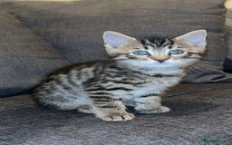 Mixed Breed cats for sale: 2 male Bengal mix kittens (ginger, black/grey) - Advert 9