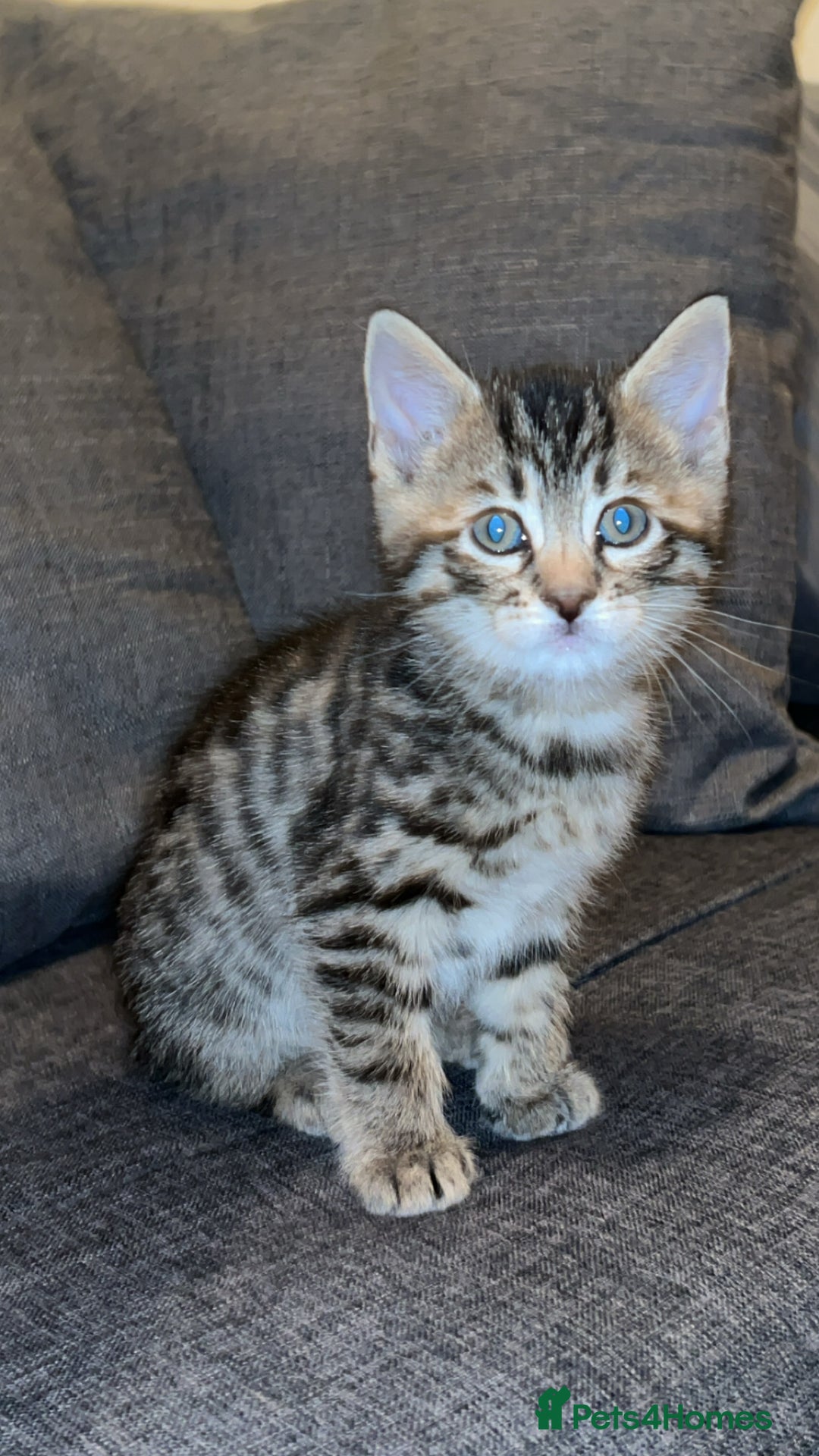 Mixed Breed cats for sale: 2 male Bengal mix kittens (ginger, black/grey) - Advert 9