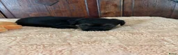 Border Terrier dogs for sale: KC Reg Border Terrier Puppies . - Advert 6