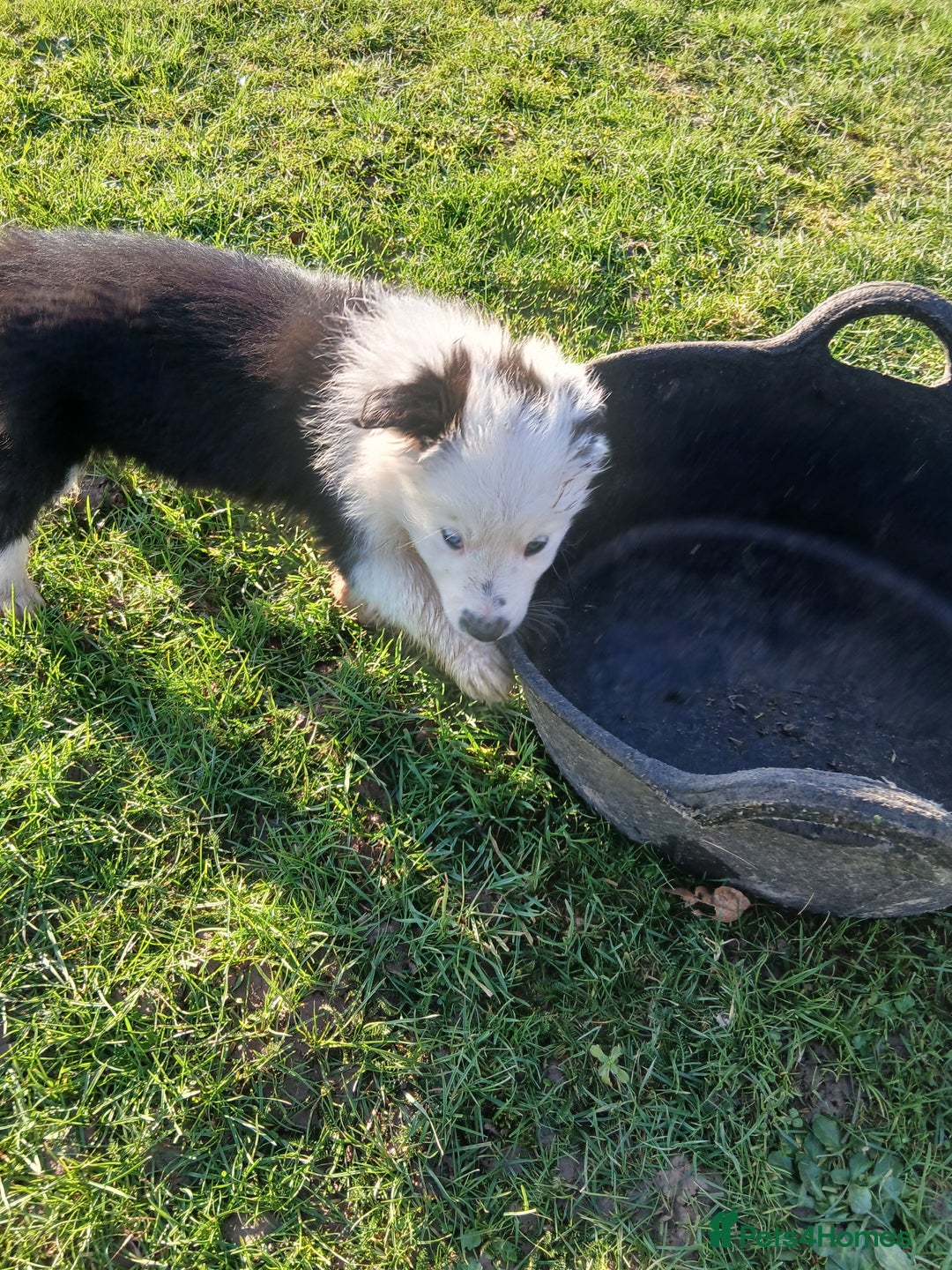 Border Collie dogs for sale: Long coated traditional border collie pups - Advert 14