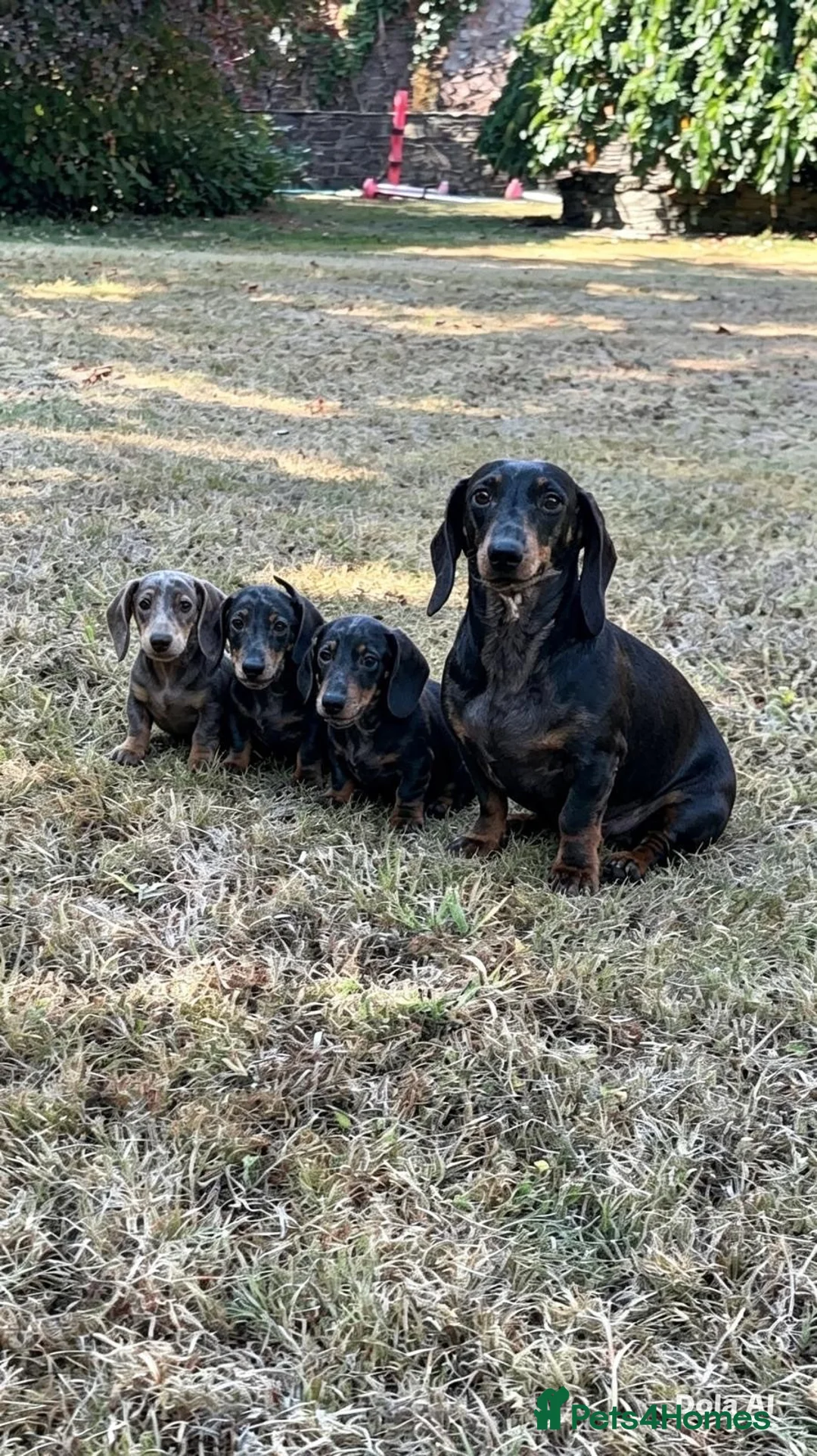 Miniature Dachshund dogs for sale: Gorgeous KC Minature Daxi puppies - Advert 1