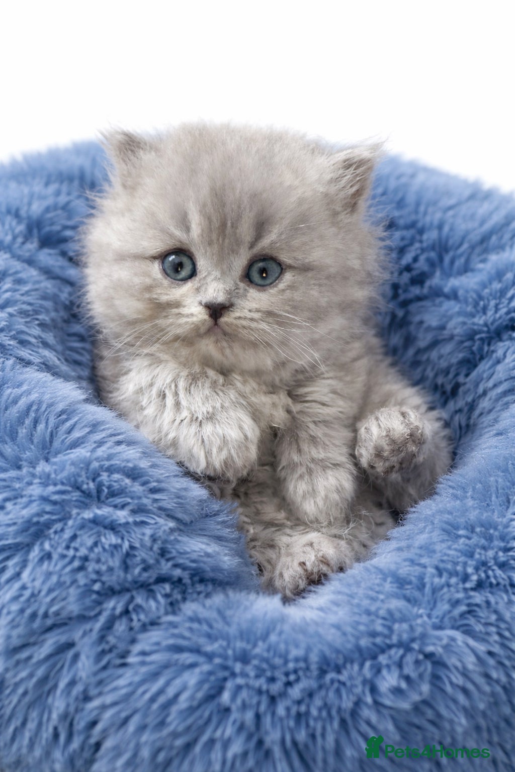 Scottish Fold cats Scottish fold/British shorthair kittens😻 - Advert 6