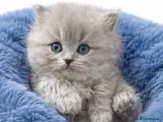 Scottish Fold cats Scottish fold/British shorthair kittens😻 - Advert 6