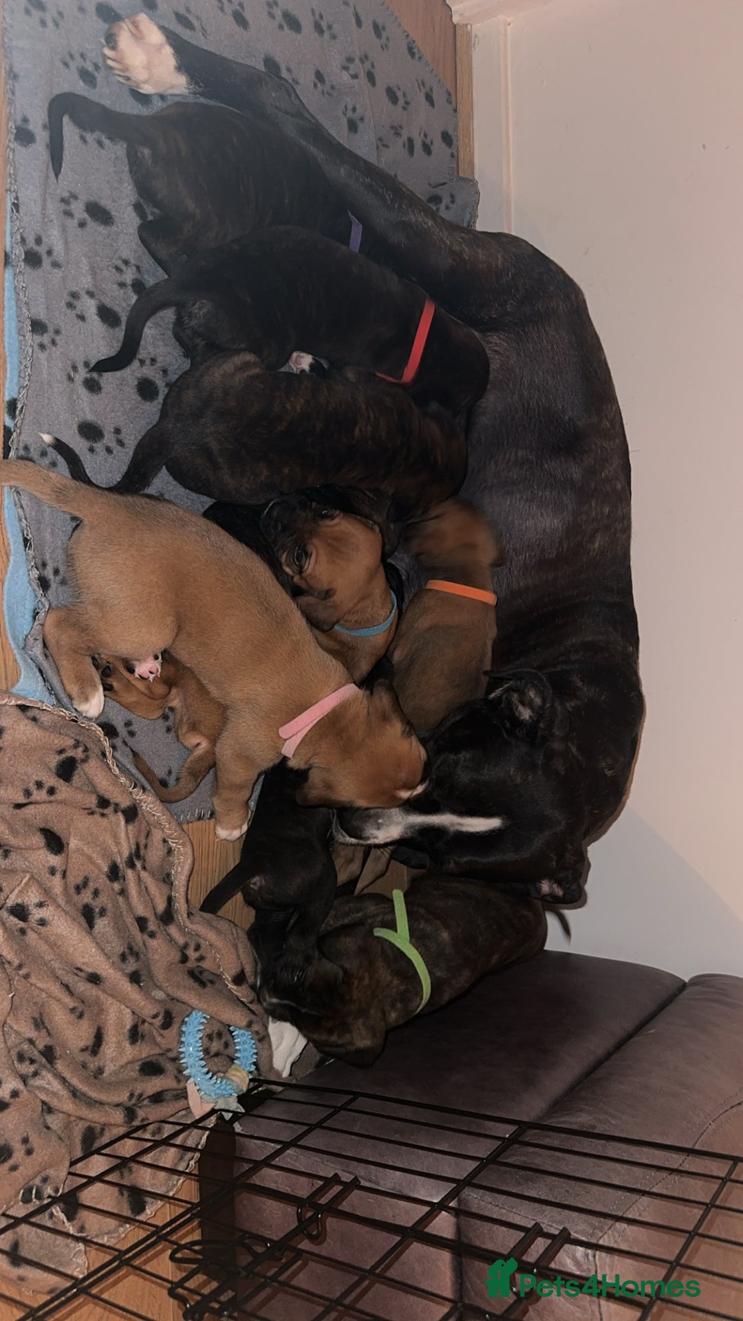 Mixed Breed dogs for sale: Cane Corso/boxer X Dogue de Bordeaux  - Image 19