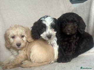 Cockapoo dogs - Advert 4