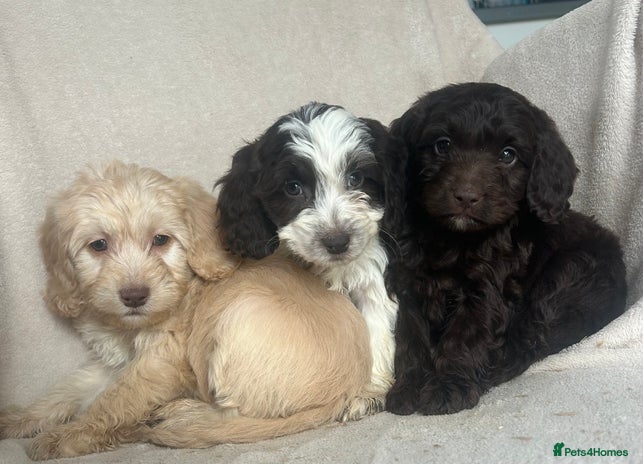 Cockapoo dogs - Advert 3