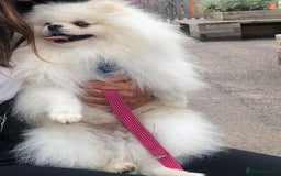 Pomeranian dogs for stud: Russian white stud (Monti muffins) - Image 2